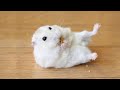 Funny and Cute Hamster Compilation 🔴 - Funniest Hamsters Of All Time 2020 #2