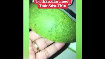 [ Thư Viện Tử Vi ] chỉ rõ  Mẹo xã xui cho các tuổi tý.thân.dần.mẹo.sữu.Thìn.Tuất phongthuy tuongso