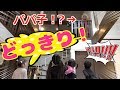 パパ子 が登場！？ひめちゃん おうくん パパさんと ミライムキッズのみんなであそぼう！【ミライムキッズ】