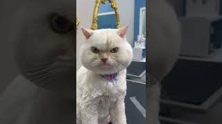 Pet Cat Looks Furious With His New Hair Cut