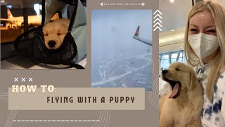 Flying With A Puppy | My Experience Bringing My Golden Retriever Puppy In Cabin On A Plane