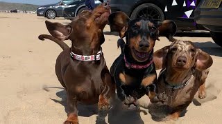 Happy Dachshund Dogs Around the world Funny videos compilation , Cute moment with Wiener dogs videos