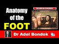 Anatomy of the foot dr adel bondok