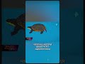 Необычный факт #shorts #новости #факты