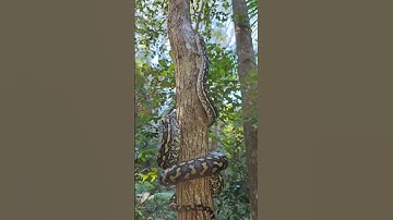 Nature Exploration: Giant Snake and Train | Amazon jungle #shorts #viral #wildlife