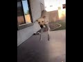 Собака очень высоко прыгает собака колобака