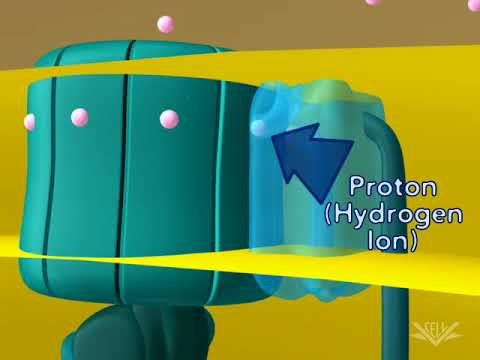 Video: Chemiosmozės metu protonų gradiente sukaupta energija?