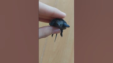 Rùa Florida Snapping