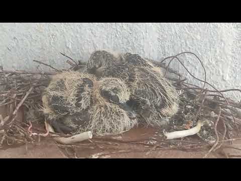 Two little doves!