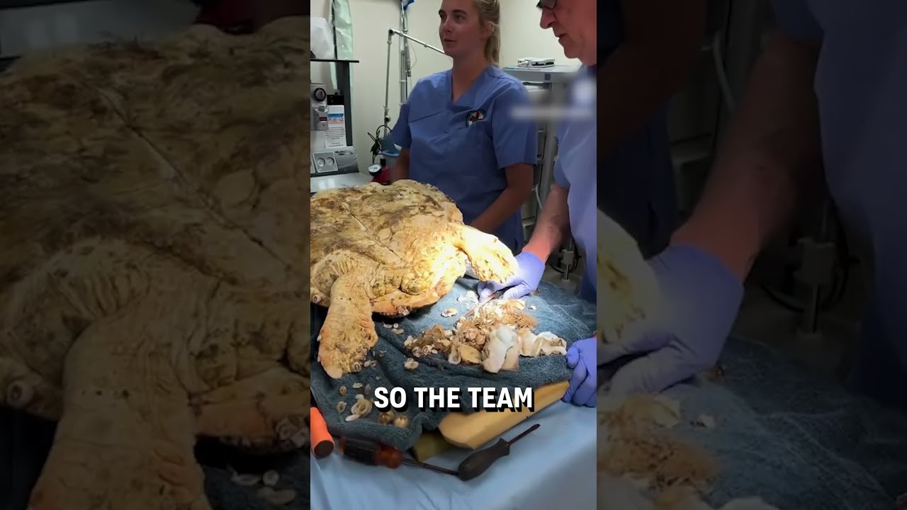 Removing Barnacles Stuck On A Turtle Turtlehospital