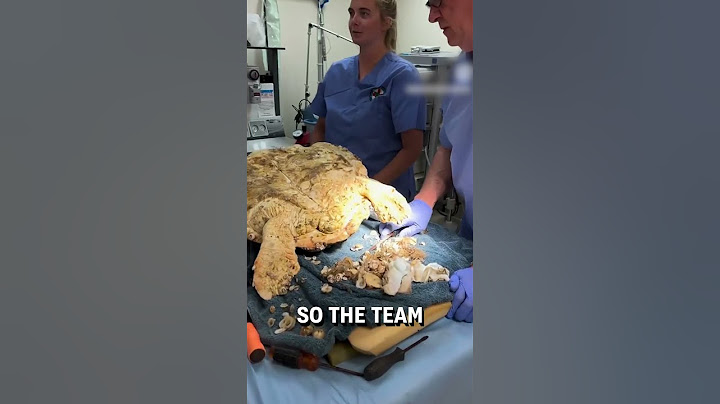 Removing barnacles stuck on a turtle! 😮🐢  -  🎥 turtlehospital