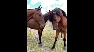 These Horses Look Like They’re Telling Jokes 😂🐴