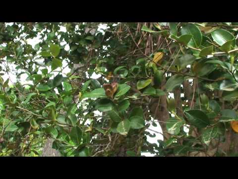 Video: Camellia Bud Mites