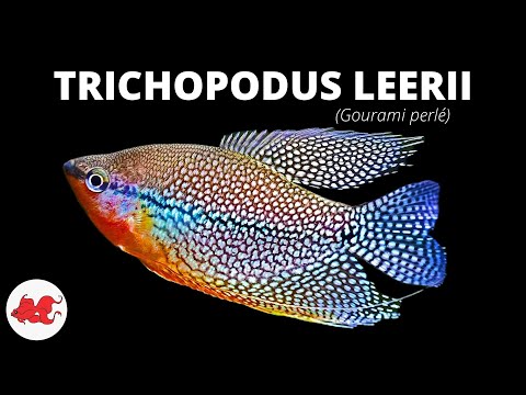 Vidéo: Les gouramis peuvent-ils vivre avec des poissons rouges ?
