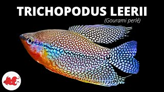 Gourami perlé - Trichopodus leerii ✔