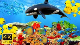 Underwater World 4K ULTRA HD – Marine Life, Sea Animals and Coral Reef