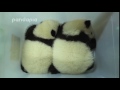 赤ちゃんパンダの可愛い鳴き声 Cute bark of baby panda