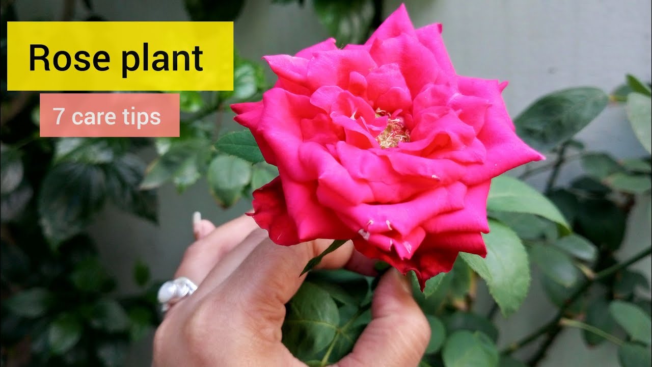 7 Rose plant care tips🌹 गुलाब के पौधे की देखभाल कैसे करें Rose plant