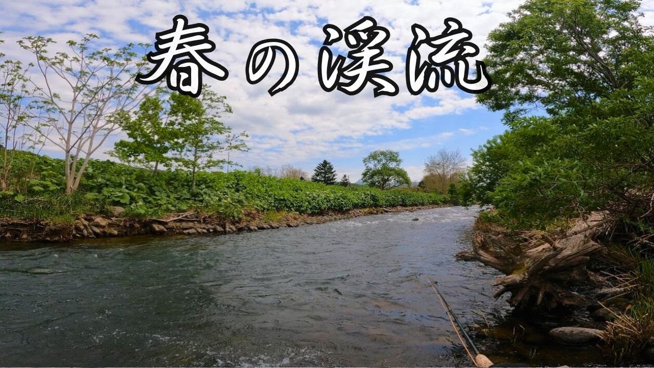 春の北海道フライフィッシング［ドライフライ］［渓流釣り］