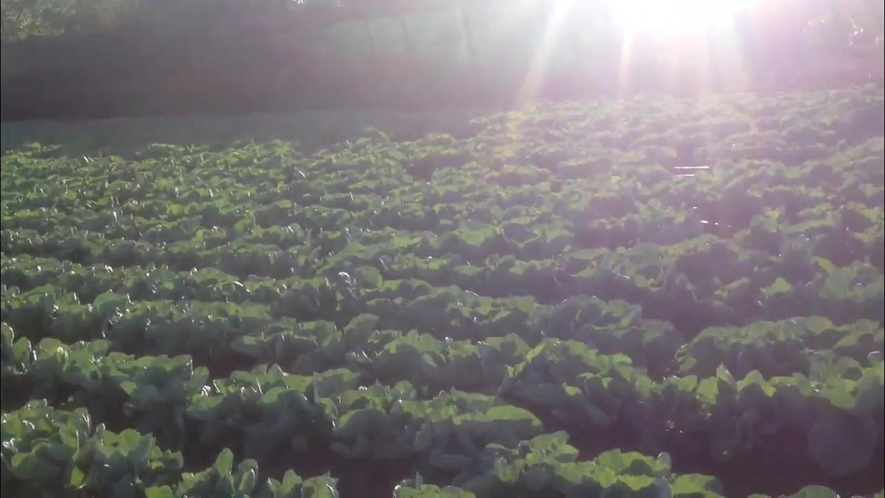 starke ayres 3301 CABBAGE FARMING YouTube