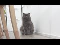 ソーシャルディスタンスを徹底する愛猫。泣
