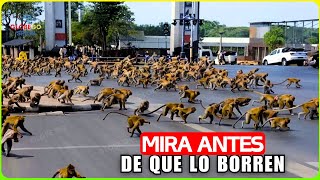 ¡Impactante! MILES DE MONOS GOBERNAN LAS Calles DE Tailandia, y ASÍ LOS Detienen- Documental ¡Impactante! MILES DE MONOS GOBERNAN LAS Calles DE Tailandia, y ASÍ LOS Detienen- Documental