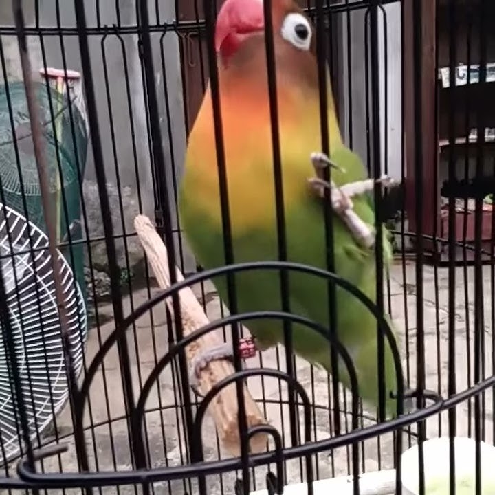 Download lagu Ekekan lovebird kasar