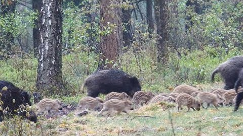 Hele grote zwijnenfamilie met frislingen / Very large wild boar family with frislings / Grosse