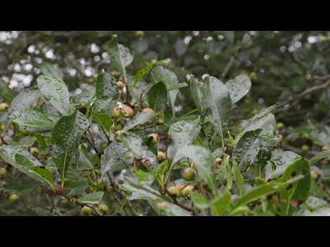 Video: Omsorg för törnlösa hagtornsträd: Hur man odlar törnlösa tuppspurshagtorn