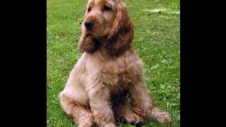 ***How To Potty Train An English Cocker Spaniel Puppy Free-Mini Course***