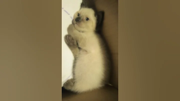 Watch the video about #siamese #cute