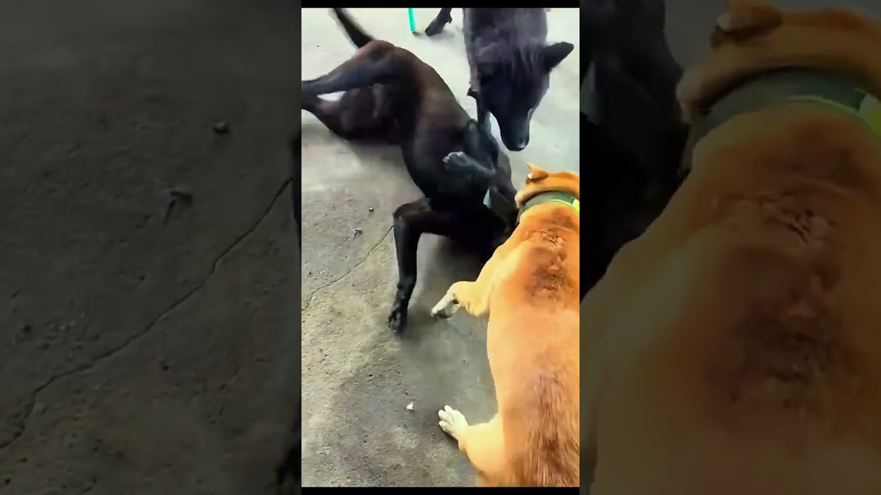 Oh my god dog part 1 #animals #pets #shortvideo