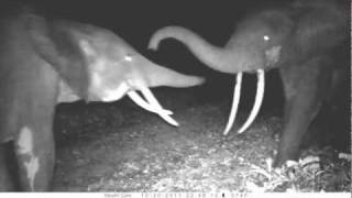 Elephant Fight - Duel D'éléphants