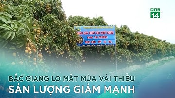 Bắc Giang lo mất mùa vải thiều sản lượng giảm mạnh |VTC14 GREEN