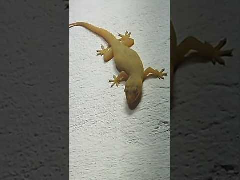 Tiktiki Video Tiktikivideo Tiktiki Tiktik Tik Tiki Lizard Insect