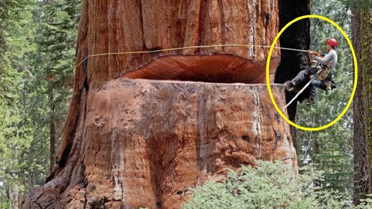 Amazing Fastest Skill Cutting Big Tree ChainSaw Machines, Heavy Biggest ...