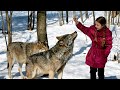 Девочка прикармливала диких волков в лесу и однажды они сделали для неё неимоверное