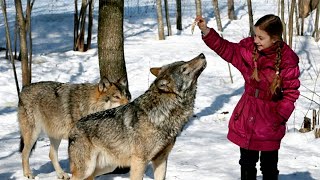 Девочка прикармливала диких волков в лесу и однажды они сделали для неё неимоверное