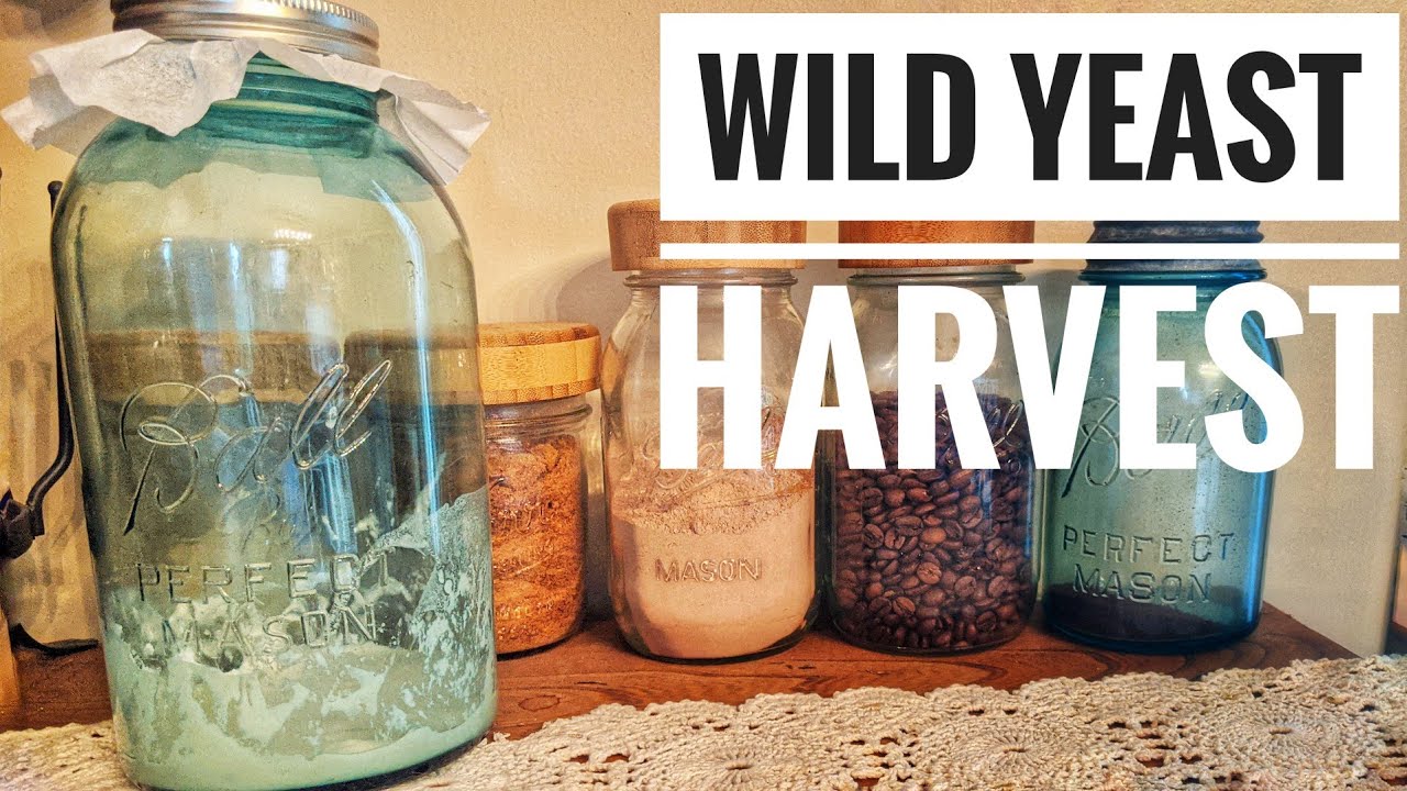 Harvesting Yeast Naturally Sourdough Starter from Scratch YouTube
