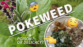 Pokeweed: Poison or Good Eats? 🌿💀