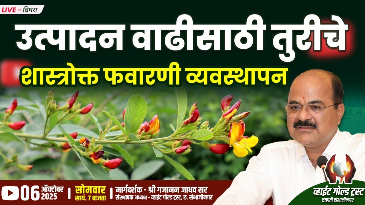 उत्पादन वाढीसाठी तुरीचे शास्त्रोक्त फवारणी व्यवस्थापन