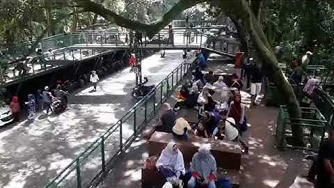 VIDEO-- Senyum dan Tawa Warnai Wisata Forest Walk Babakan Siliwangi Bandung