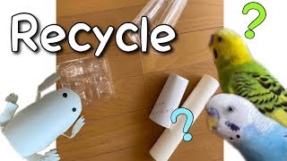 Recycling Foraging Toys
