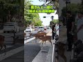 鹿さんと一緒に鳩さんも道路横断