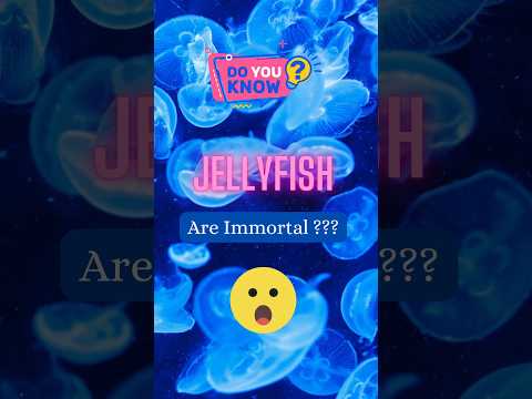 The Immortal Jellyfish