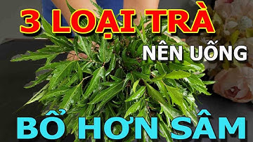 Cảnh báo: Người Đến Tuổi 50 CỨ UỐNG 3 LOẠI TRÀ chữa cả tỷ bệnh THẦN DƯỢC 100 triệu đồng