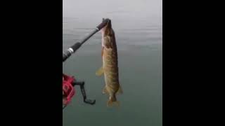 Случай на рыбалке. Голодная щука. Fishing incident. Hungry pike. Fishing in Russia