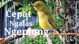 Ampuh Untuk Melatih Pleci Bahan Omnyokan Cepat Ngalas Ngeplong_ @Dobleah Songbird ​