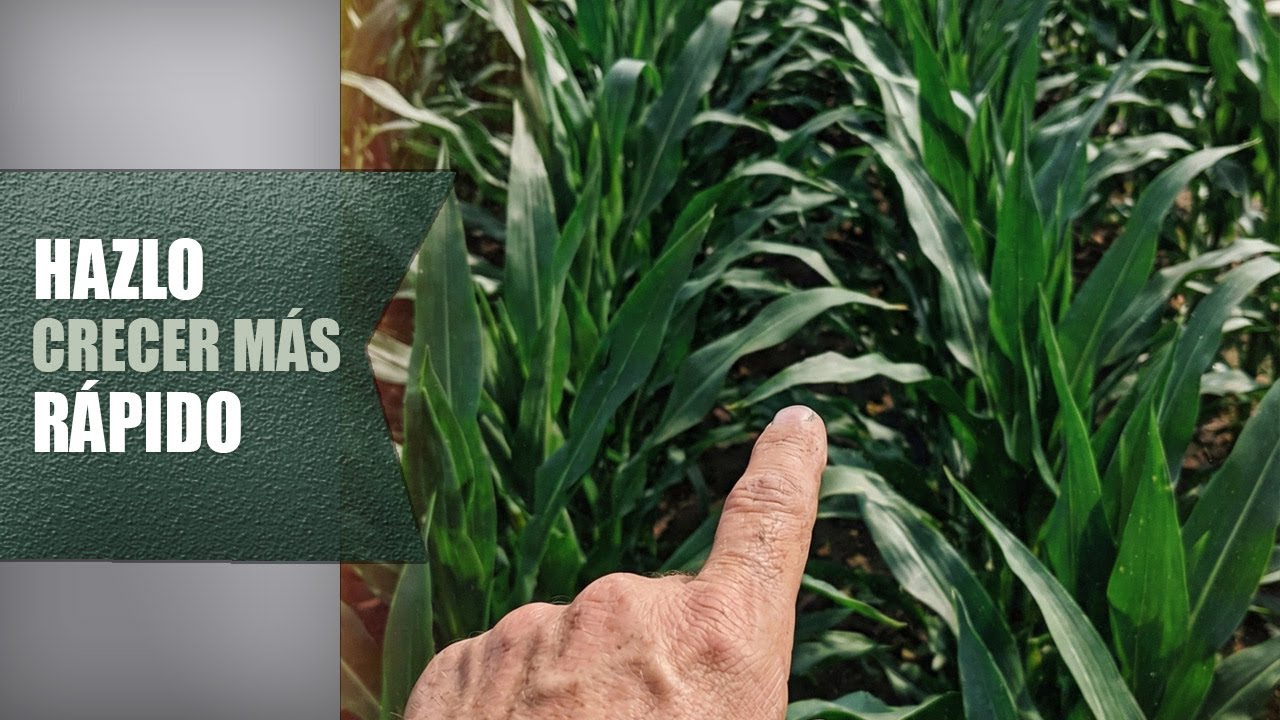 Lo Que Realmente Acelera el Crecimiento del Maíz 🌽 (Nadie Te Lo Explica Así)