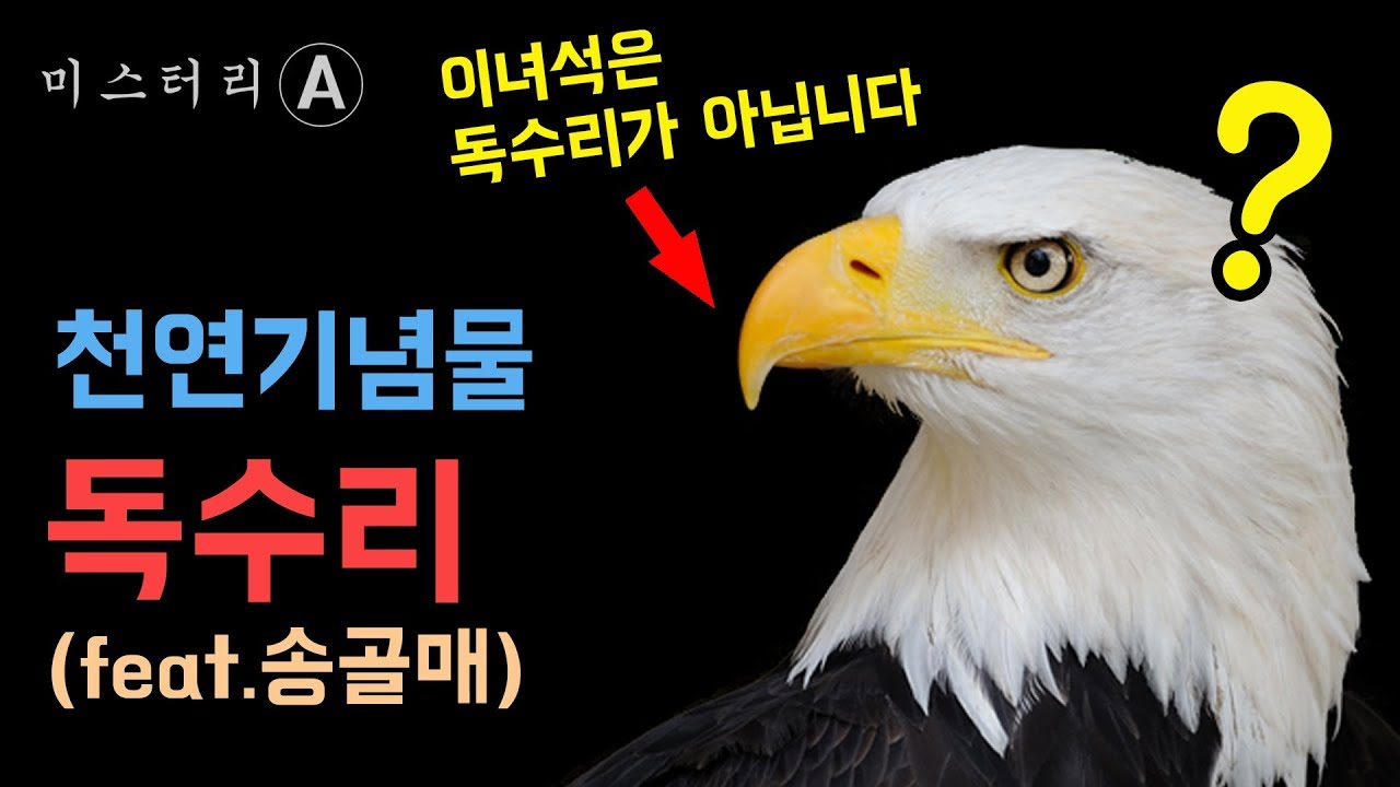 독수리란 무엇인가? / 한국에서 가장 큰 새, 독수리, image size:1280x720